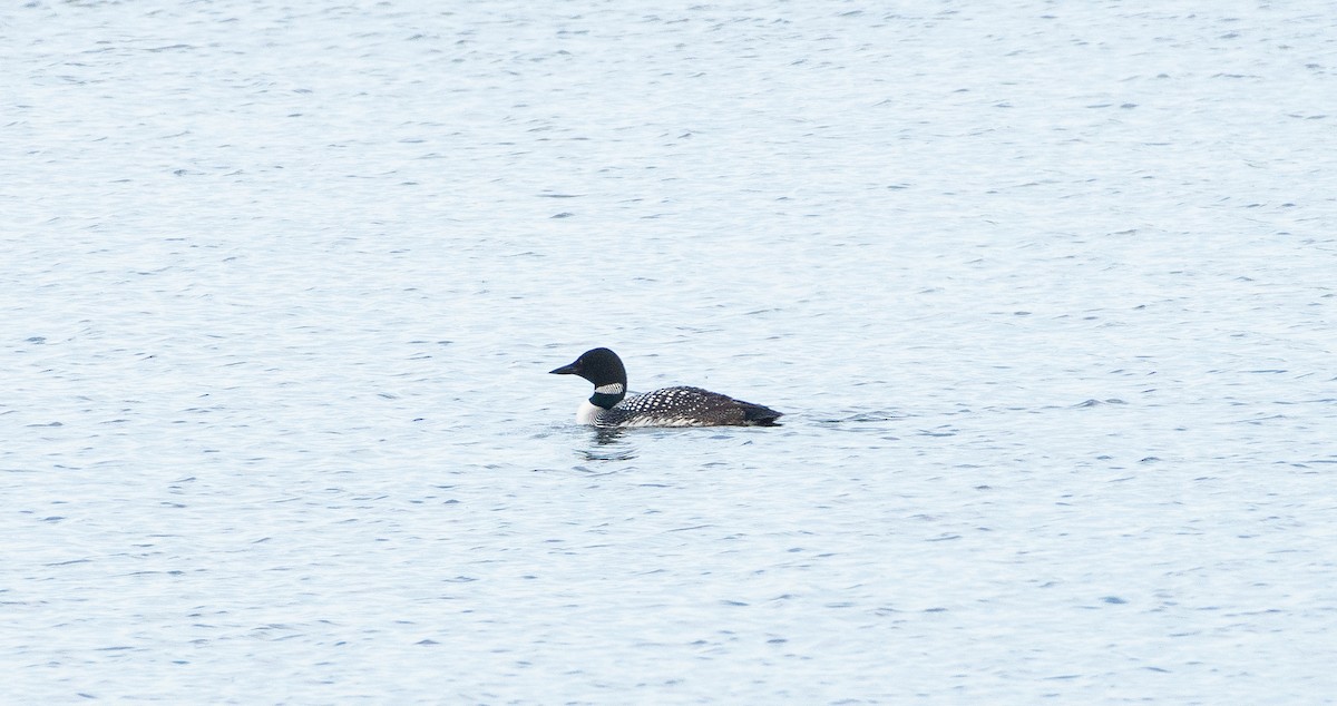Common Loon - Anuj Ghimire