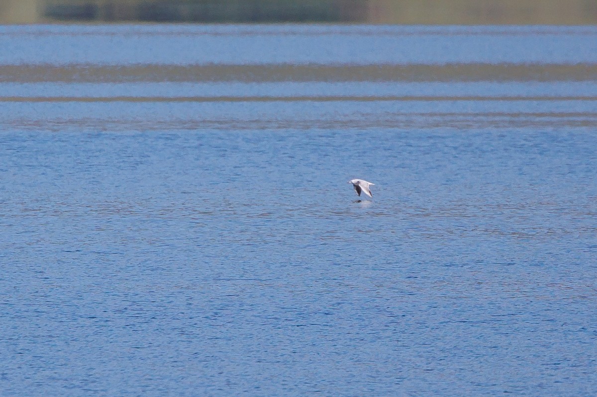 Slender-billed Gull - Giorgi Natsvlishvili