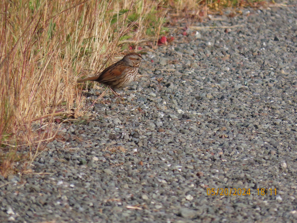 Song Sparrow - Heidi George