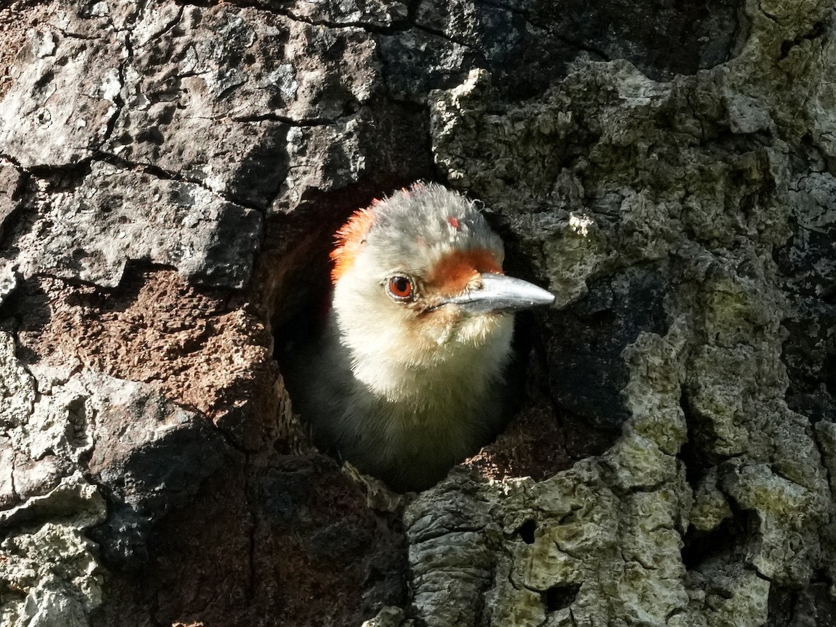 Red-bellied Woodpecker - ML619399689