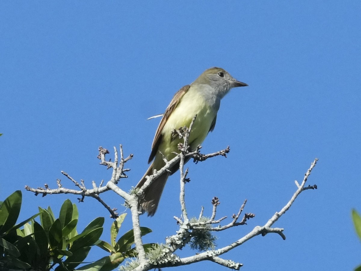 Great Crested Flycatcher - ML619399697