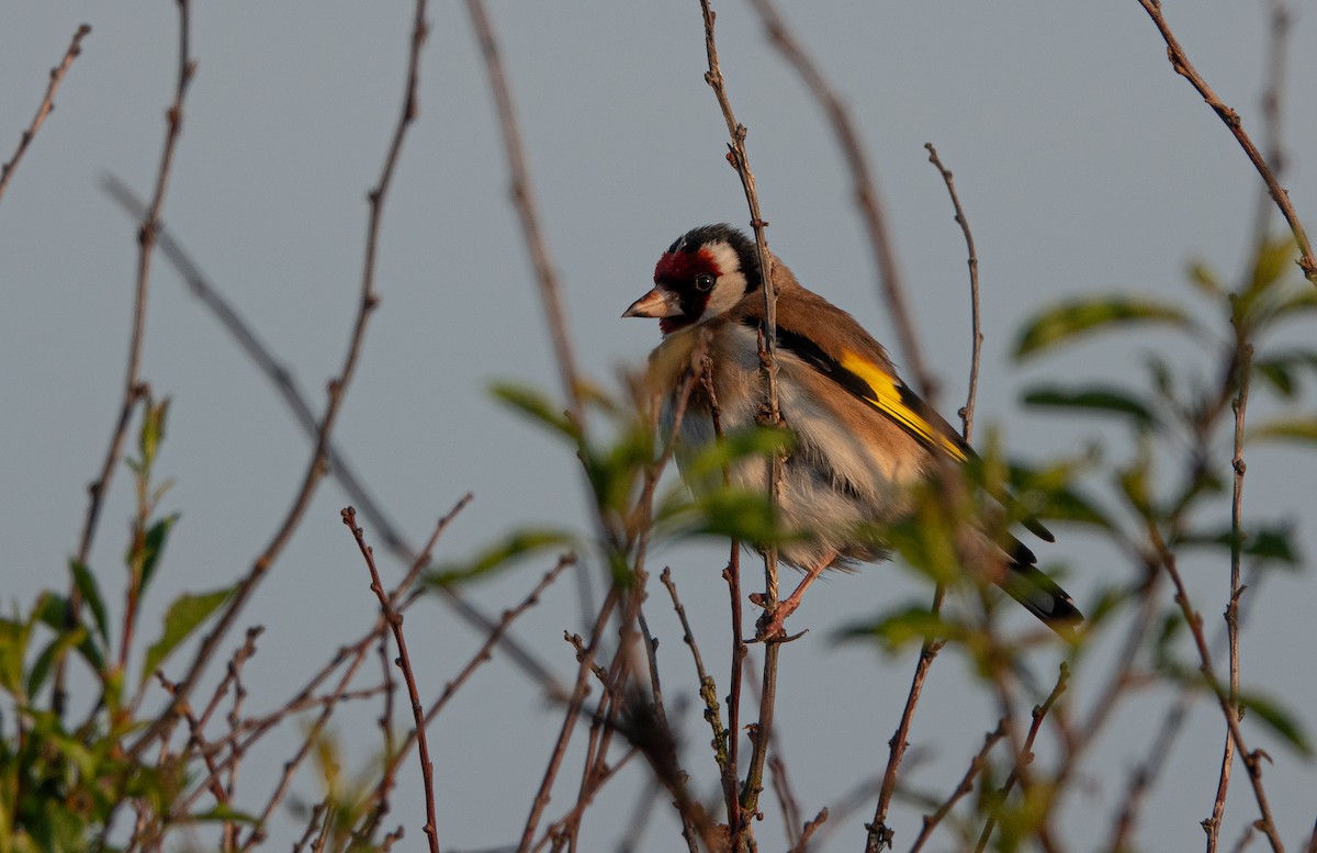 European Goldfinch (European) - David Factor