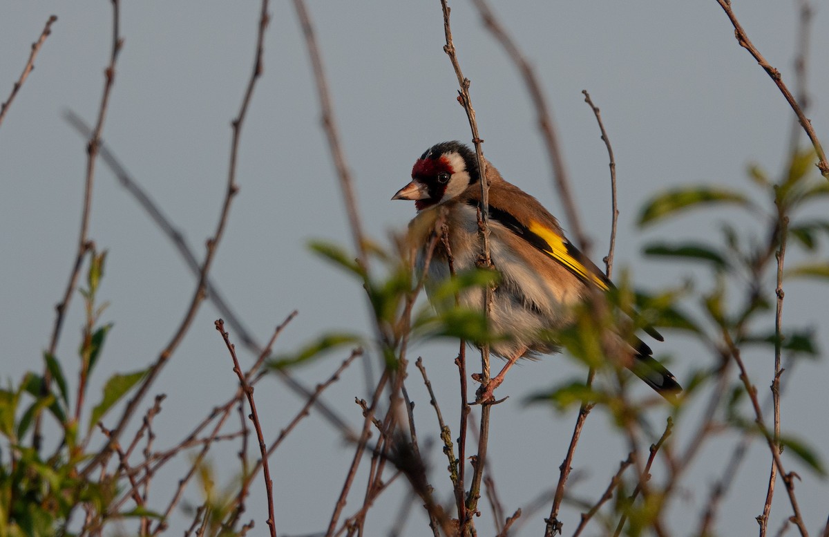 חוחית - ML619399700