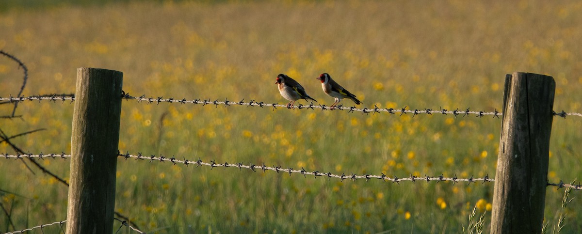 חוחית - ML619399701