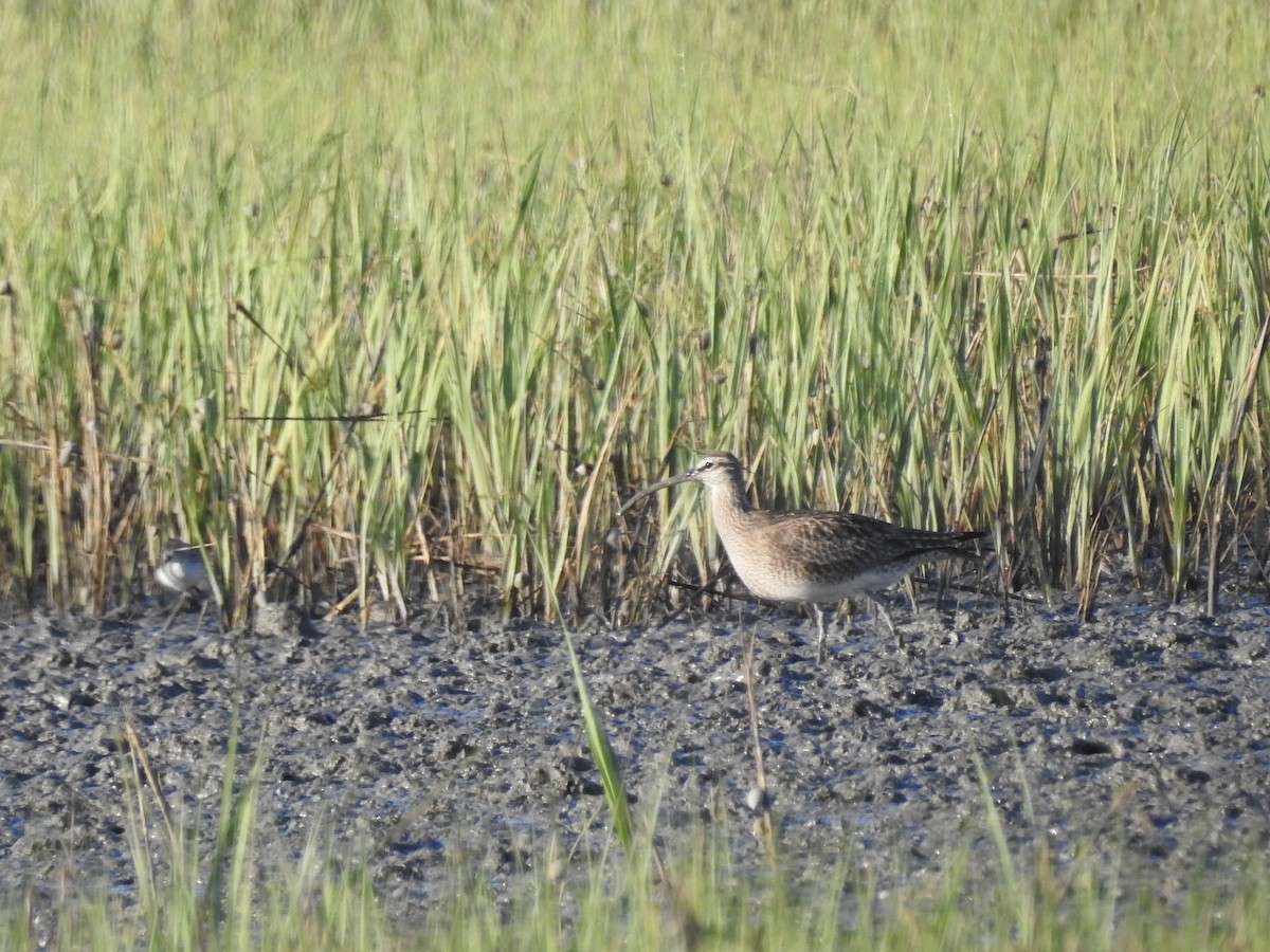 Whimbrel - Laura Mae