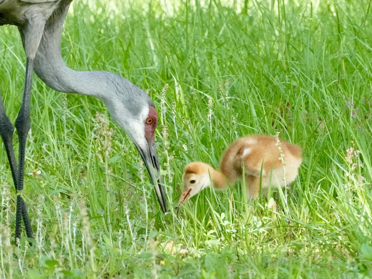 Sandhill Crane - Tami Reece