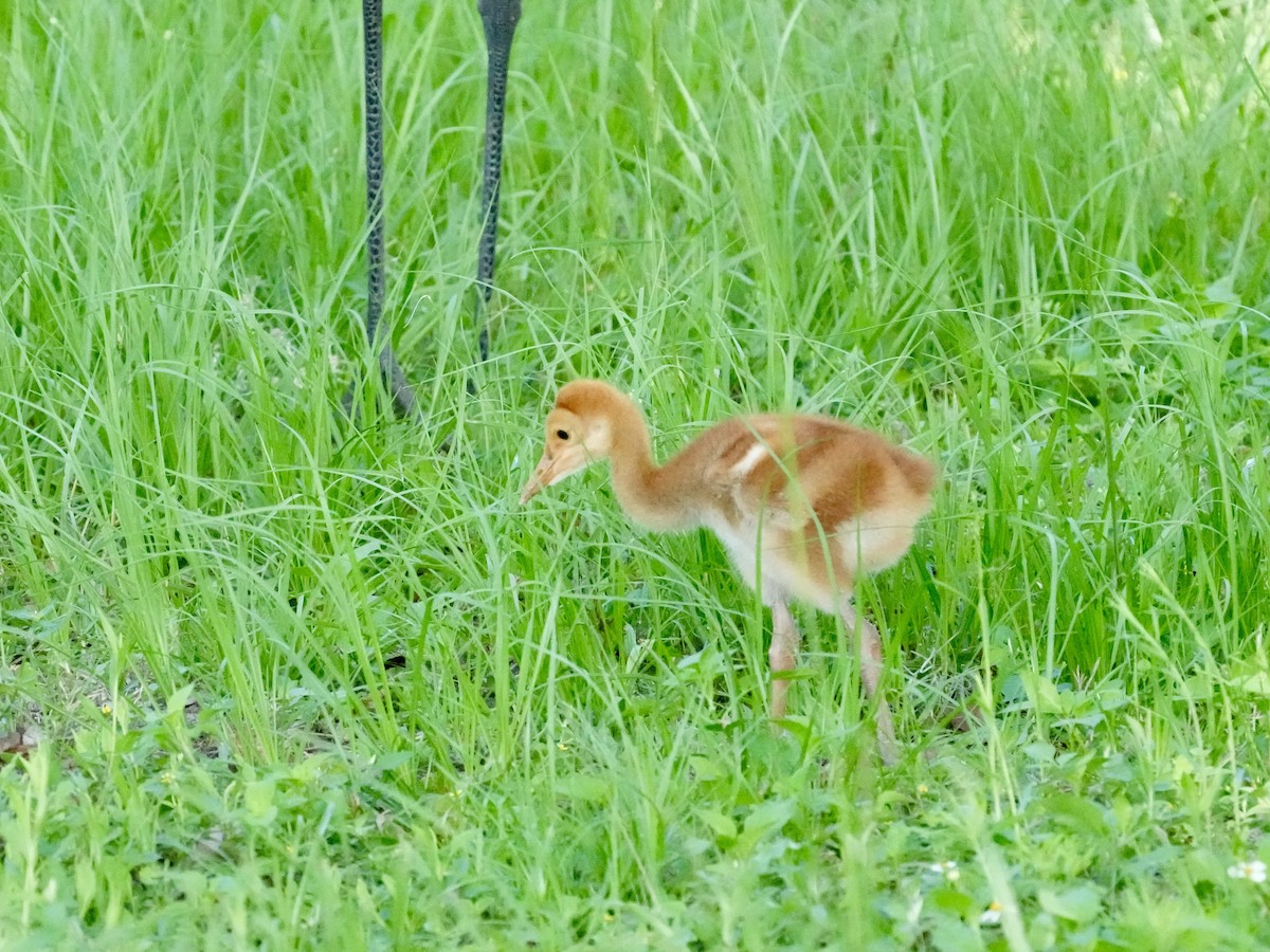 Sandhill Crane - Tami Reece