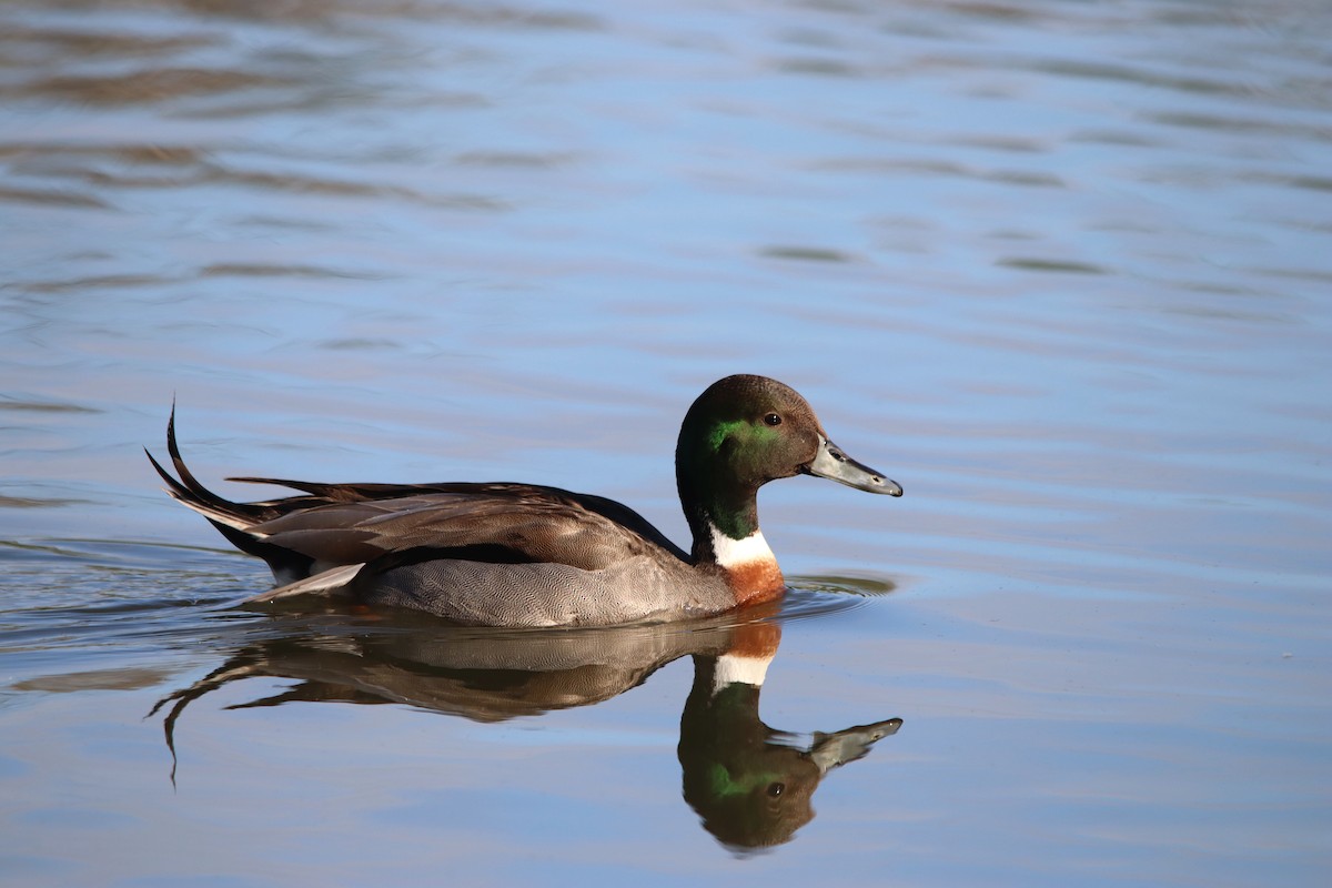 Mallard x Northern Pintail (hybrid) - ML619399729