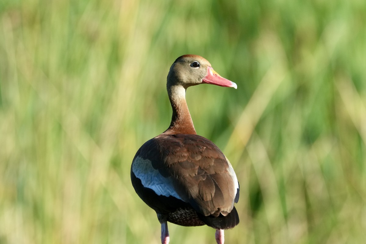 Dendrocygne à ventre noir - ML619399731