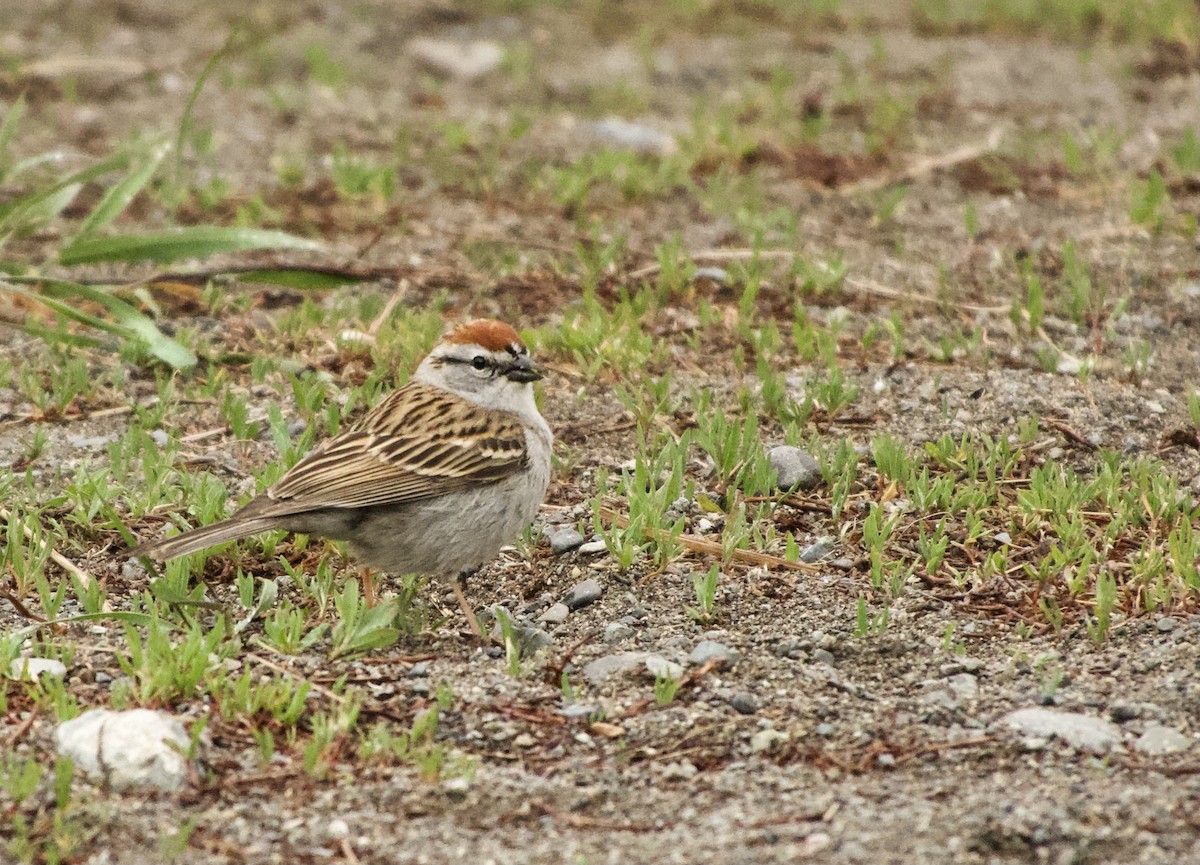 Chipping Sparrow - Leslie Harris Jr