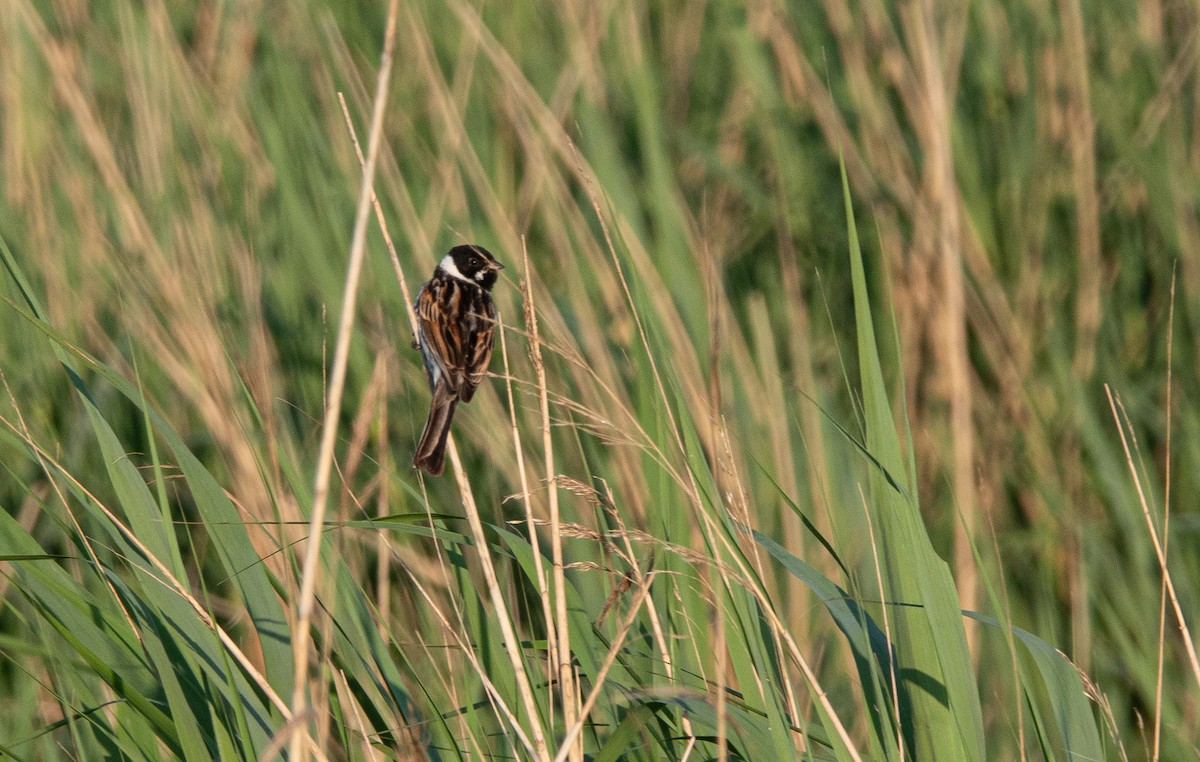 גיבתון סוף - ML619399737