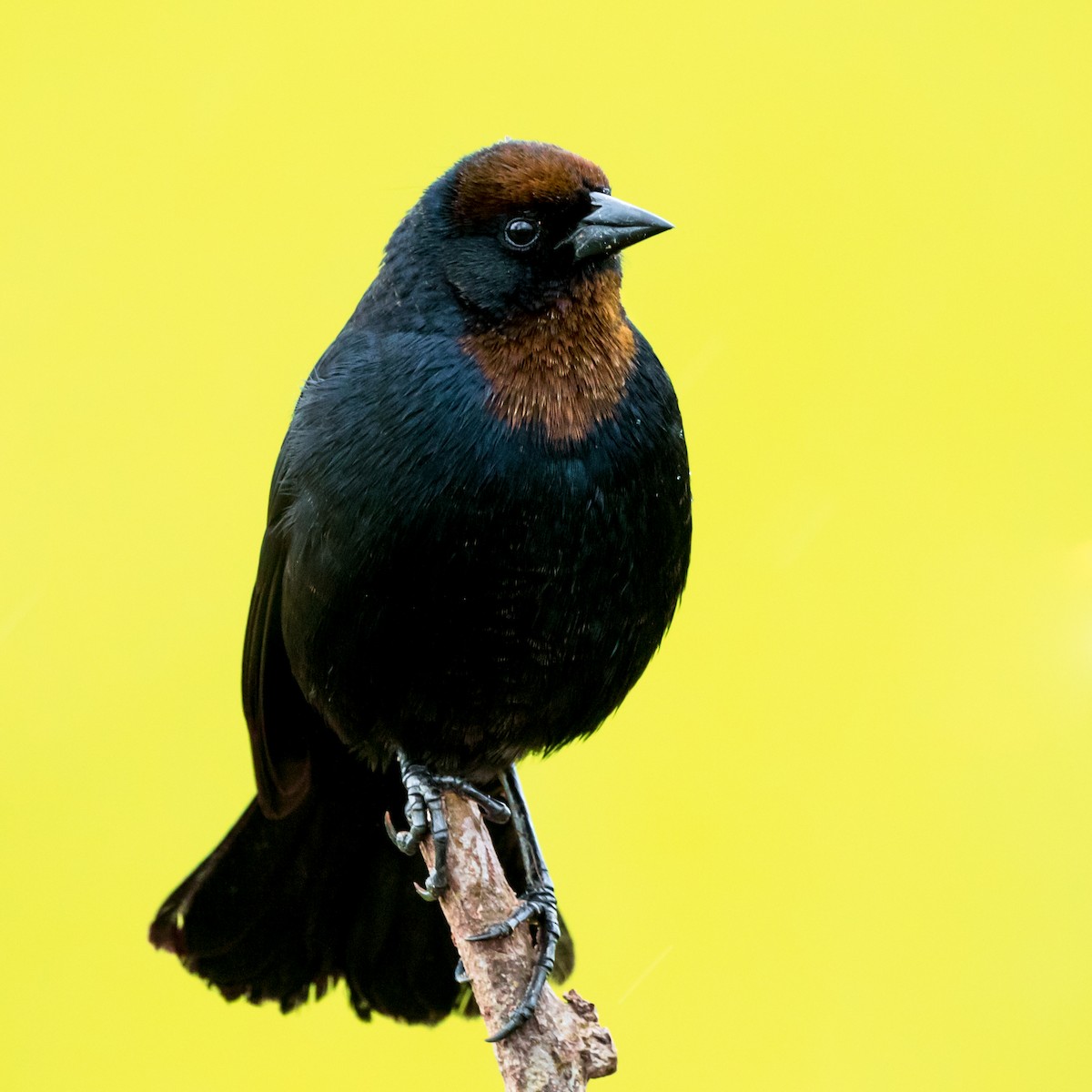 Chestnut-capped Blackbird - Luiz Anjos