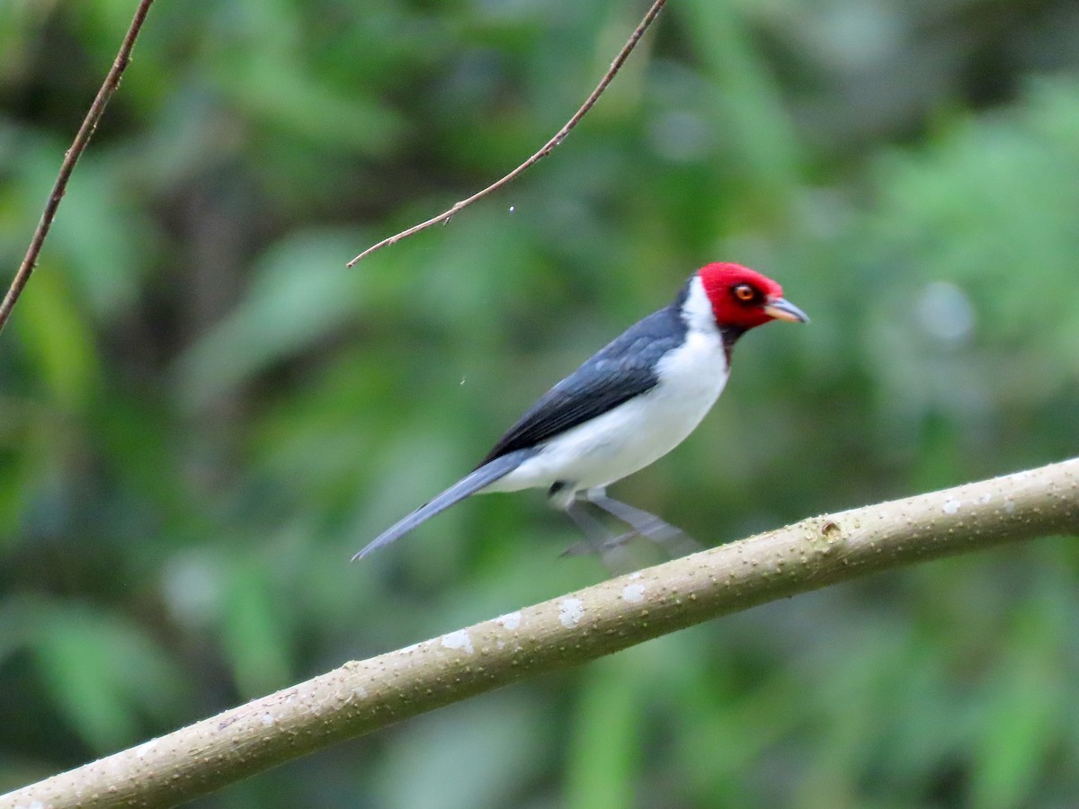 Red-capped Cardinal - Greg Vassilopoulos