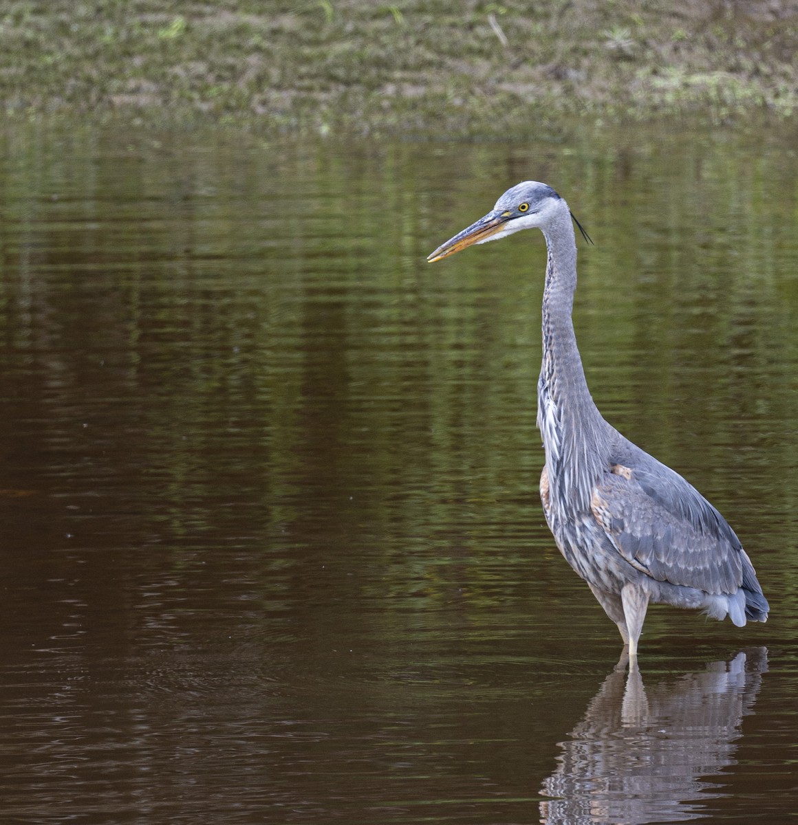 Great Blue Heron - Peter McNamee