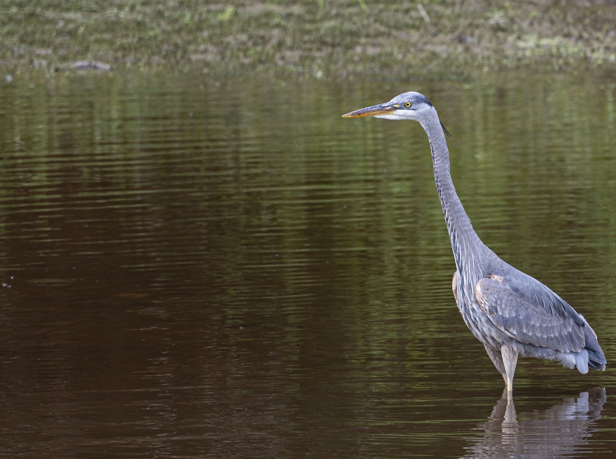 Great Blue Heron - Peter McNamee