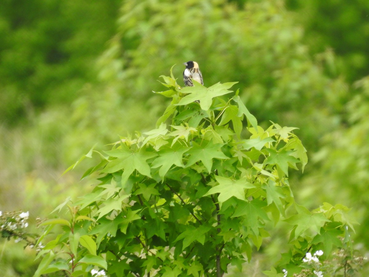 Bobolink - Kurt Schwarz