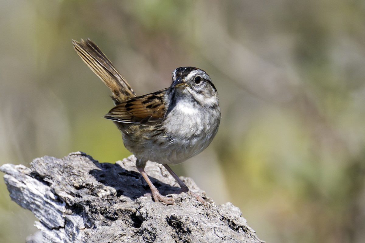 Swamp Sparrow - Barry Bruns