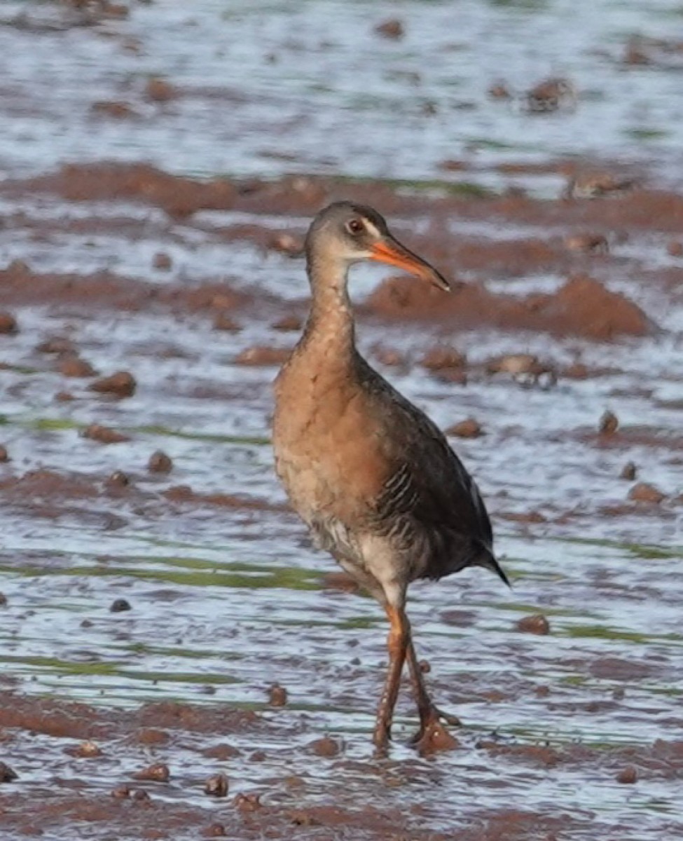 Ridgway's Rail - Eric Hough