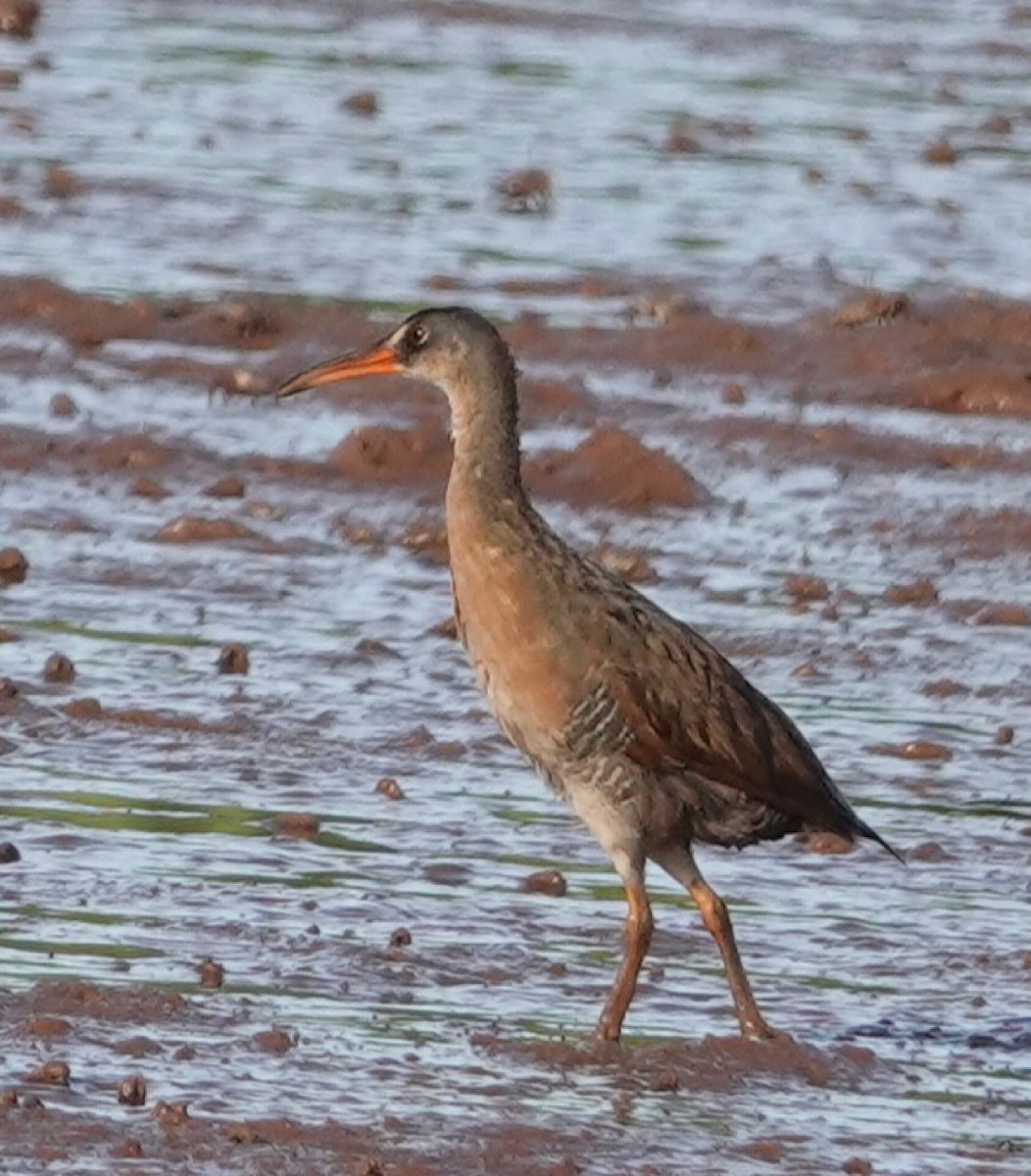 Ridgway's Rail - Eric Hough