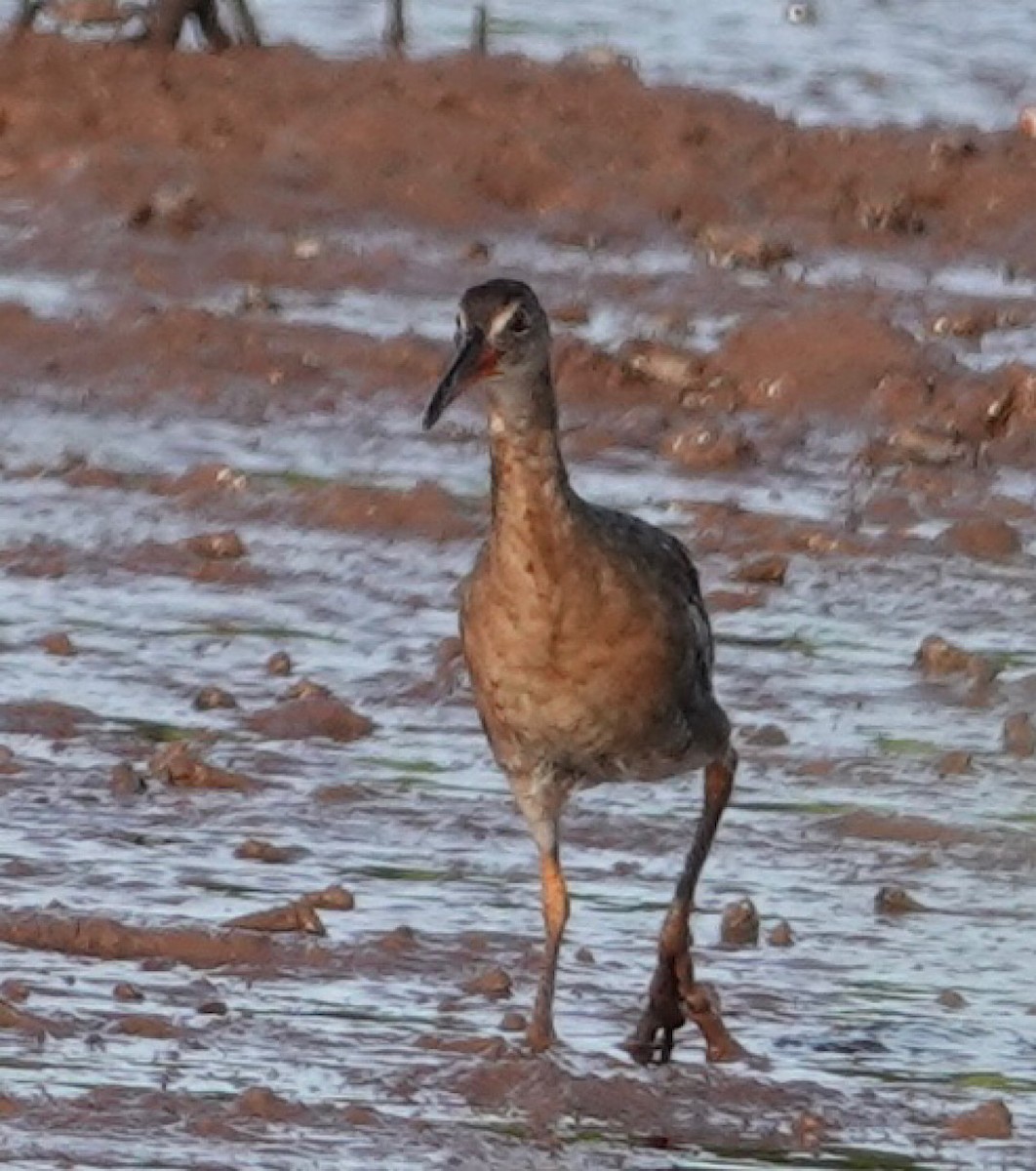 Ridgway's Rail - Eric Hough