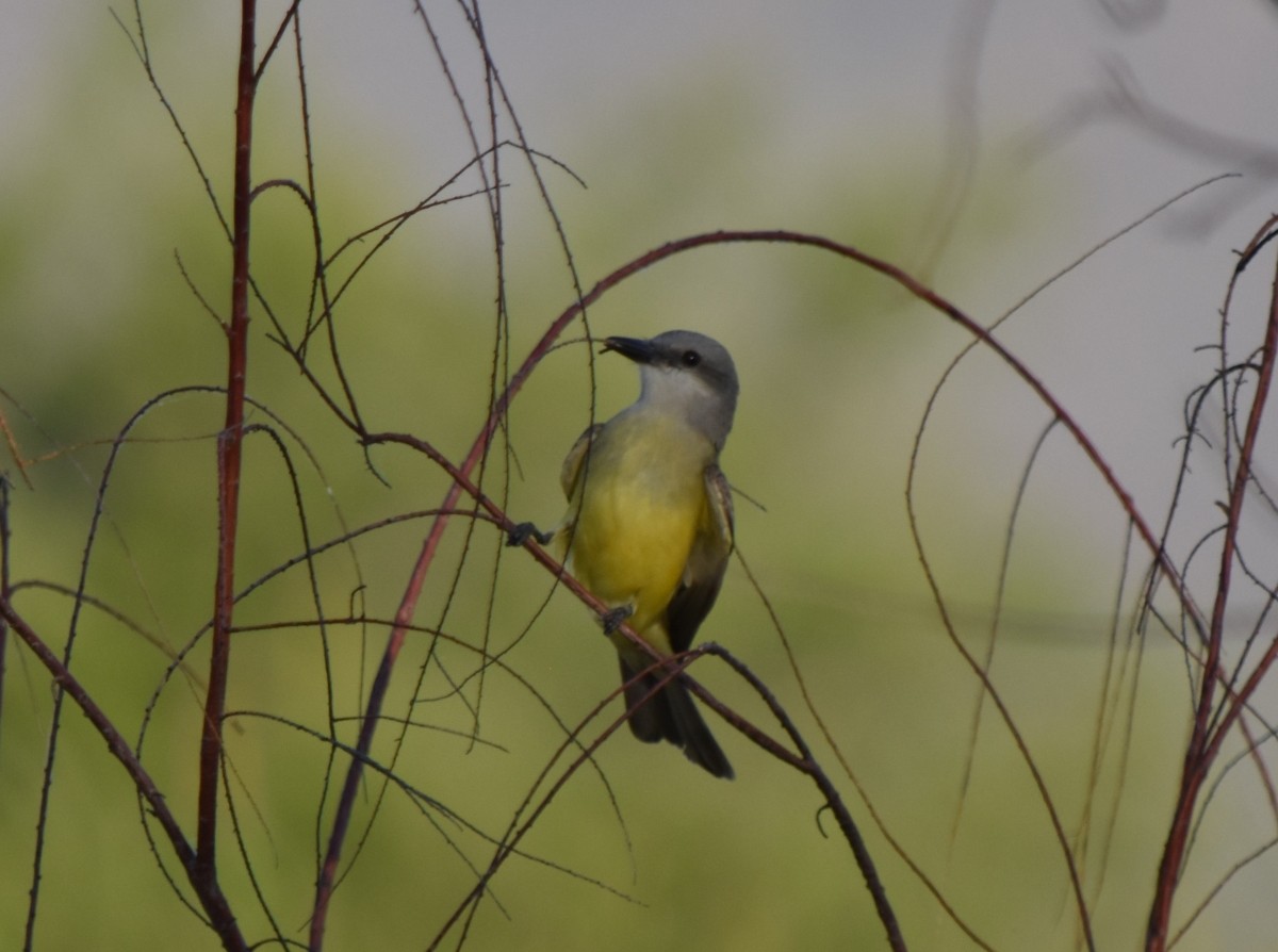 Tropical Kingbird - Steve Nord