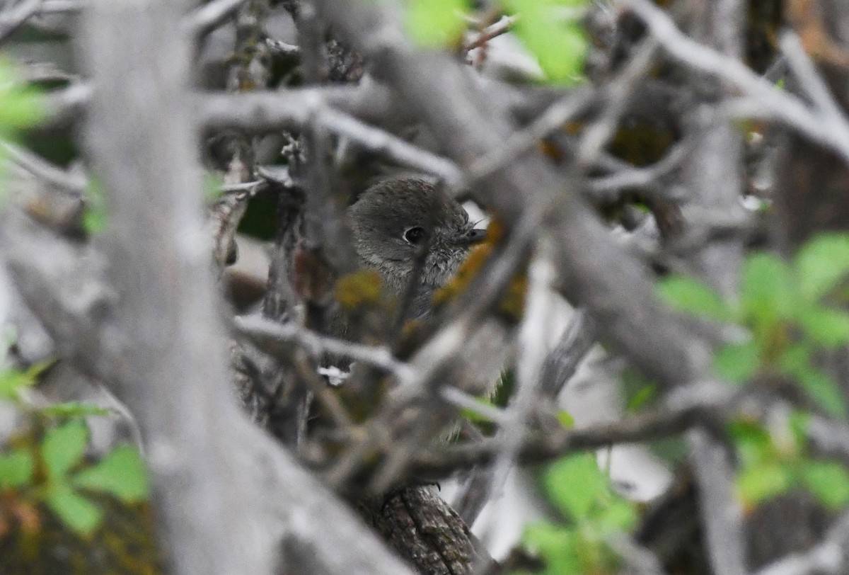 Hammond's Flycatcher - Colin Maguire