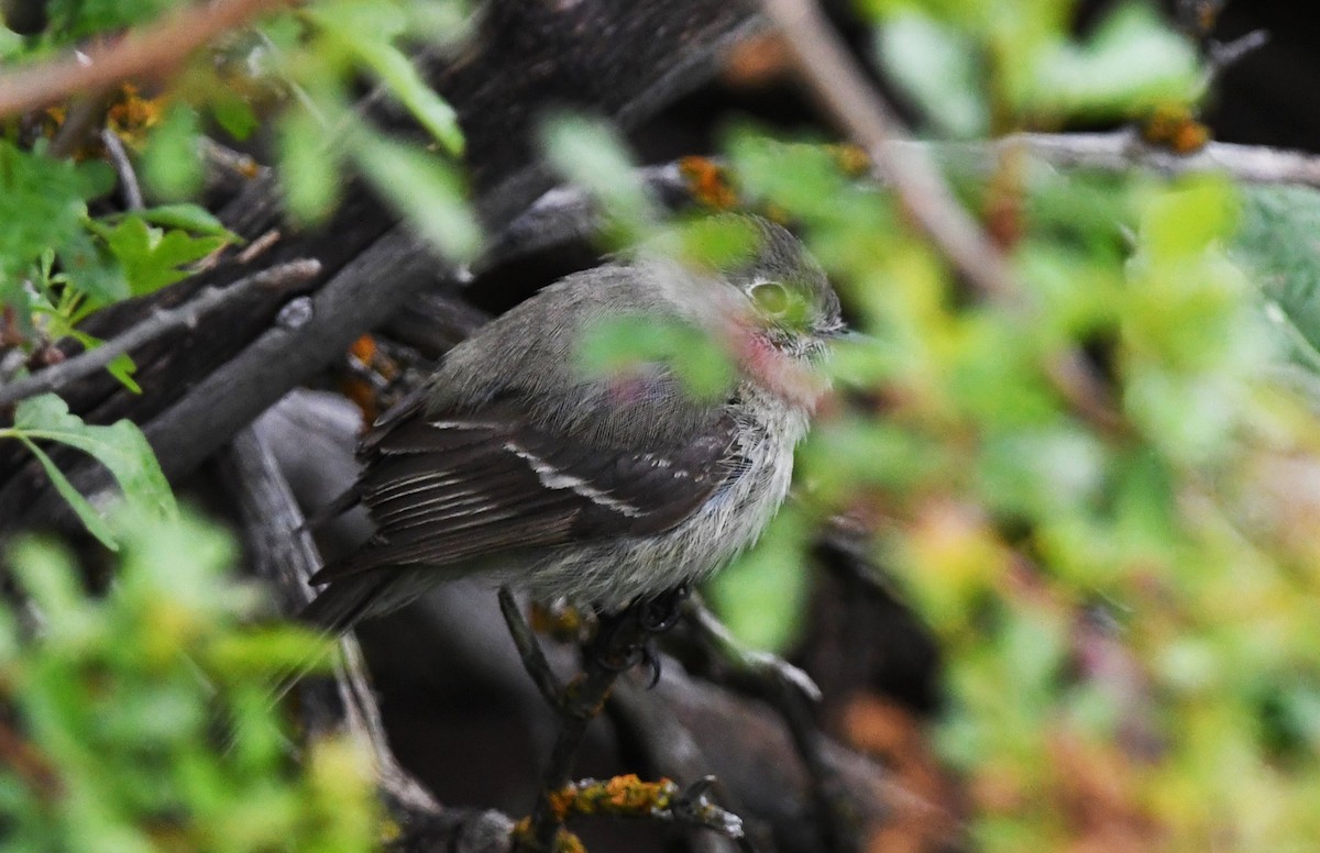 Hammond's Flycatcher - ML619399838