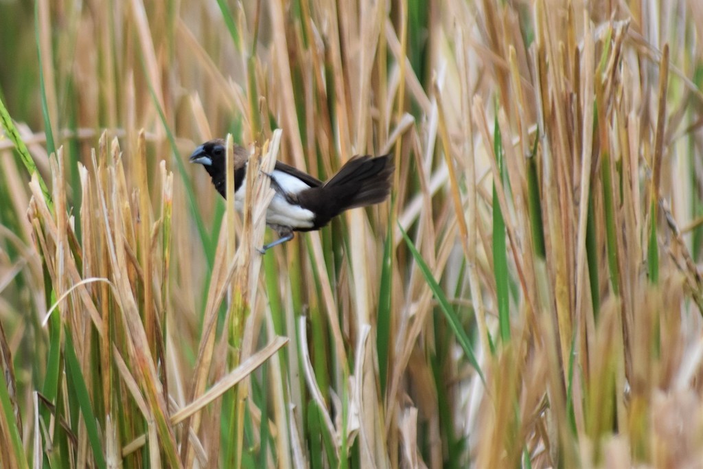 Javan Munia - ML619399847