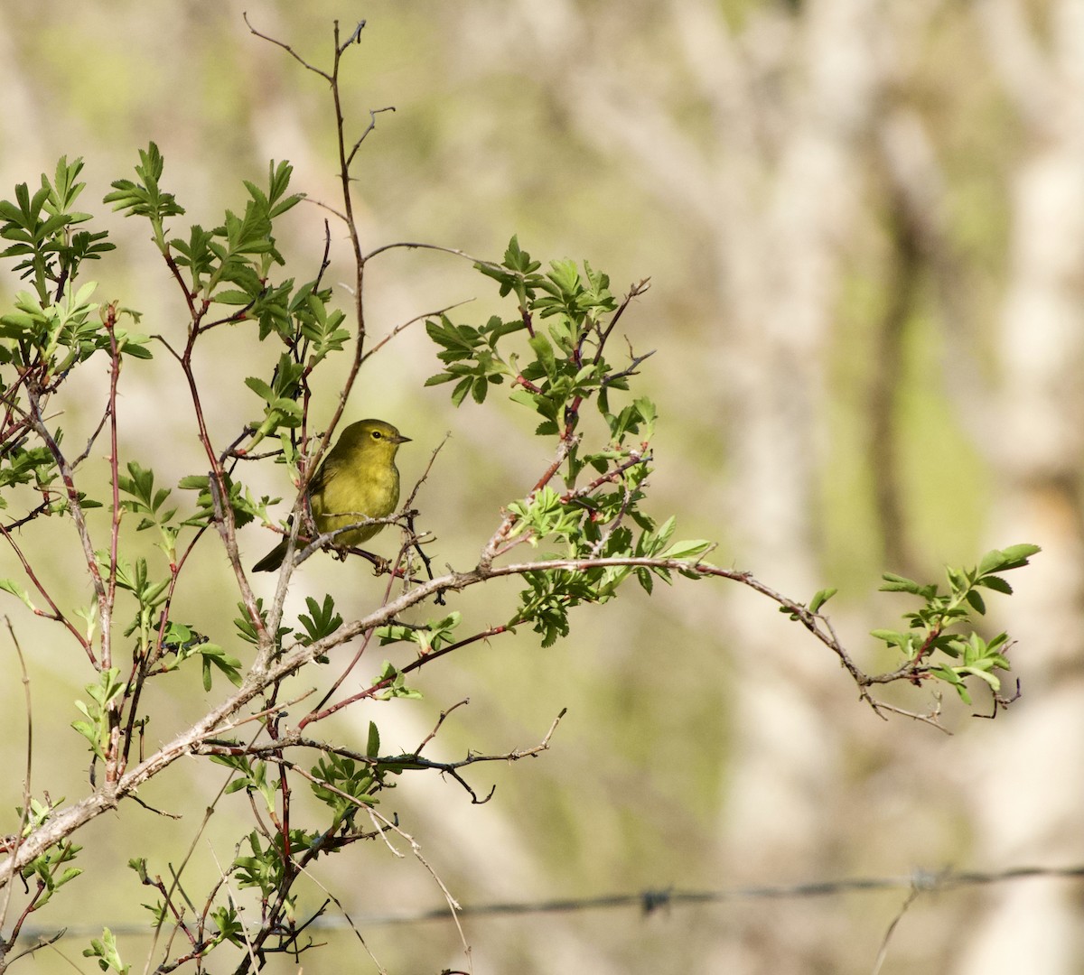 Orange-crowned Warbler - Leslie Harris Jr