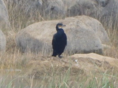 Great Cormorant - James Allen