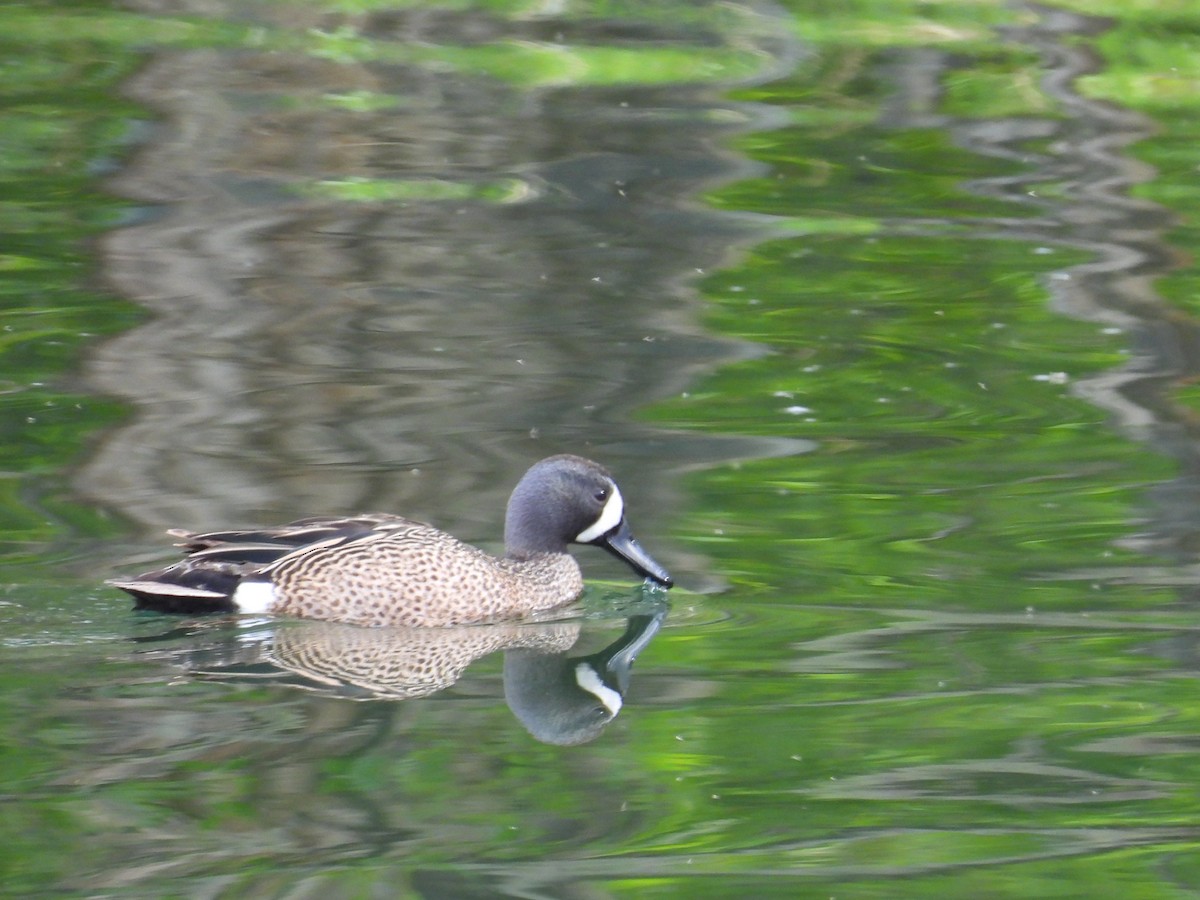 Blue-winged Teal - ML619399863