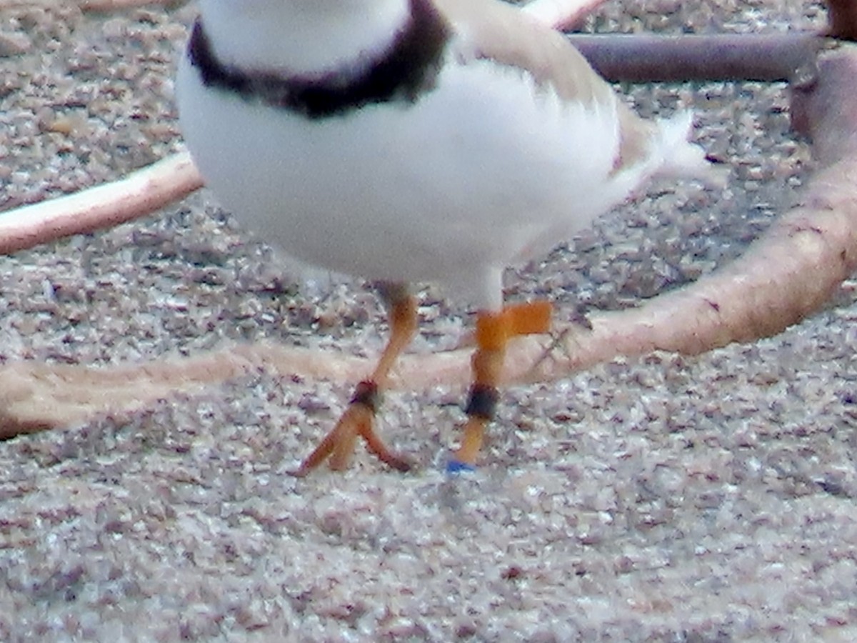 Piping Plover - ML619399864