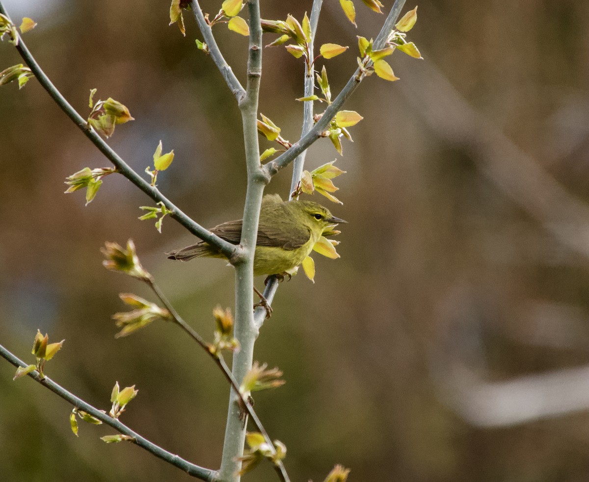 Orange-crowned Warbler - Leslie Harris Jr