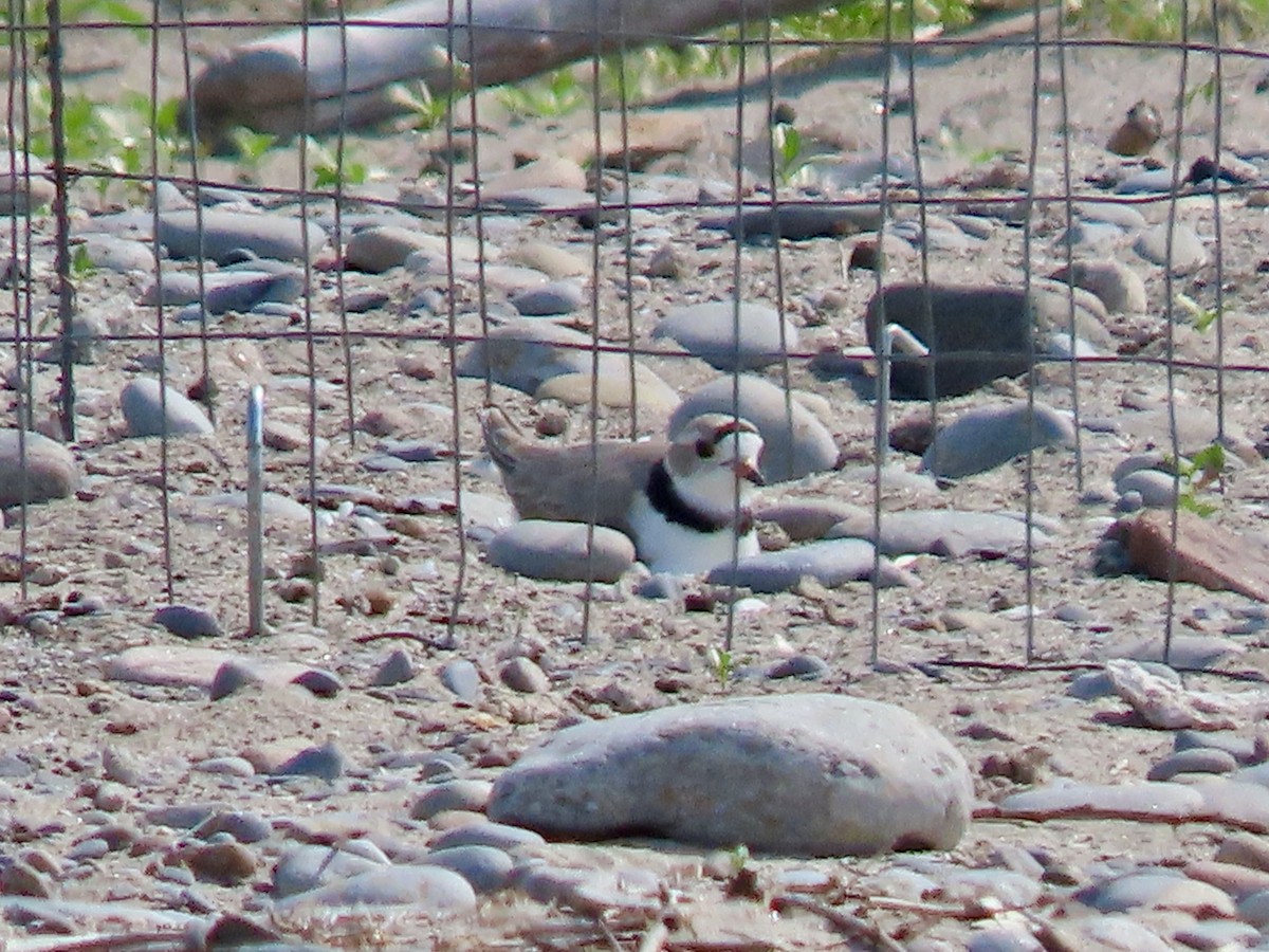 Piping Plover - ML619399866