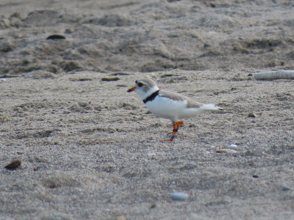 Piping Plover - ML619399867