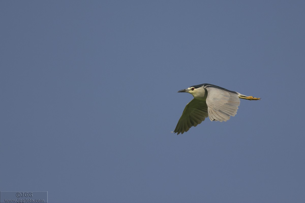 Black-crowned Night Heron - ML619399871