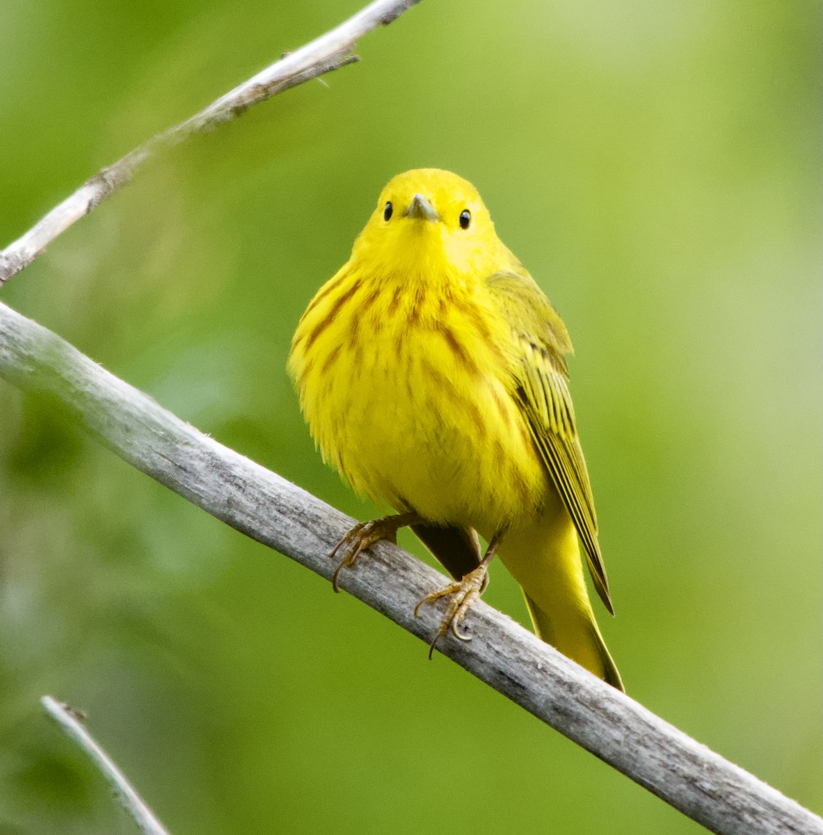 Yellow Warbler - Leslie Harris Jr