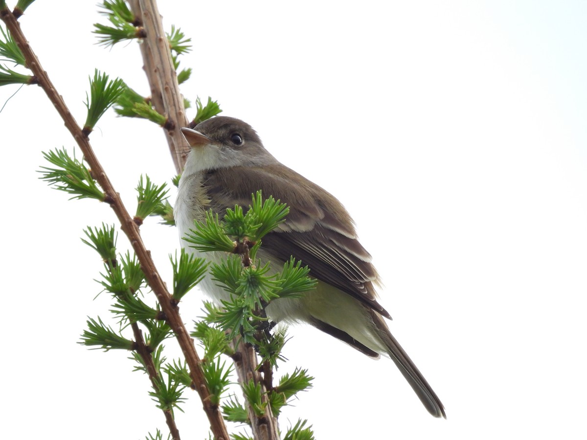 Willow Flycatcher - Denise Moreault