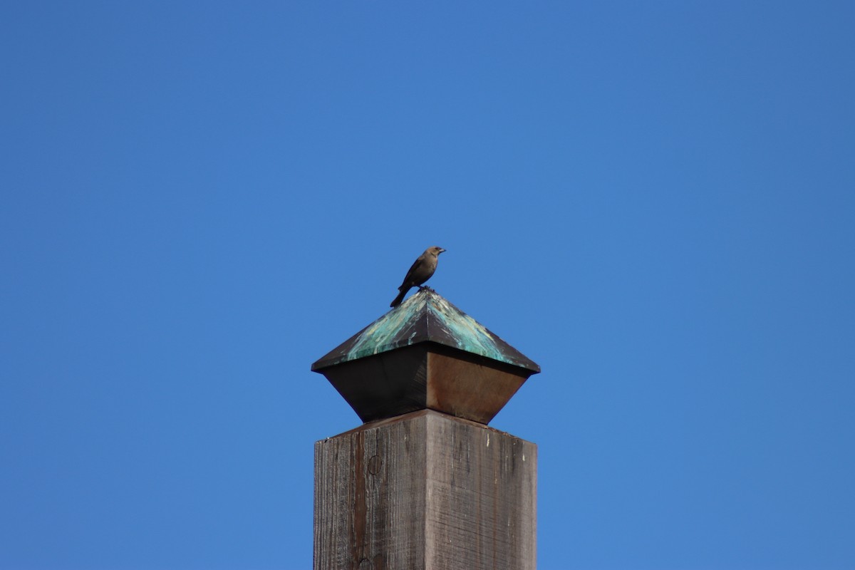 Brown-headed Cowbird - Elliot Wallis