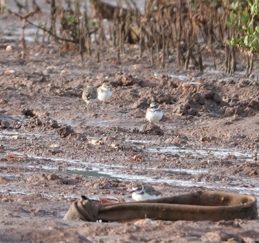 Wilson's Plover - Eric Hough