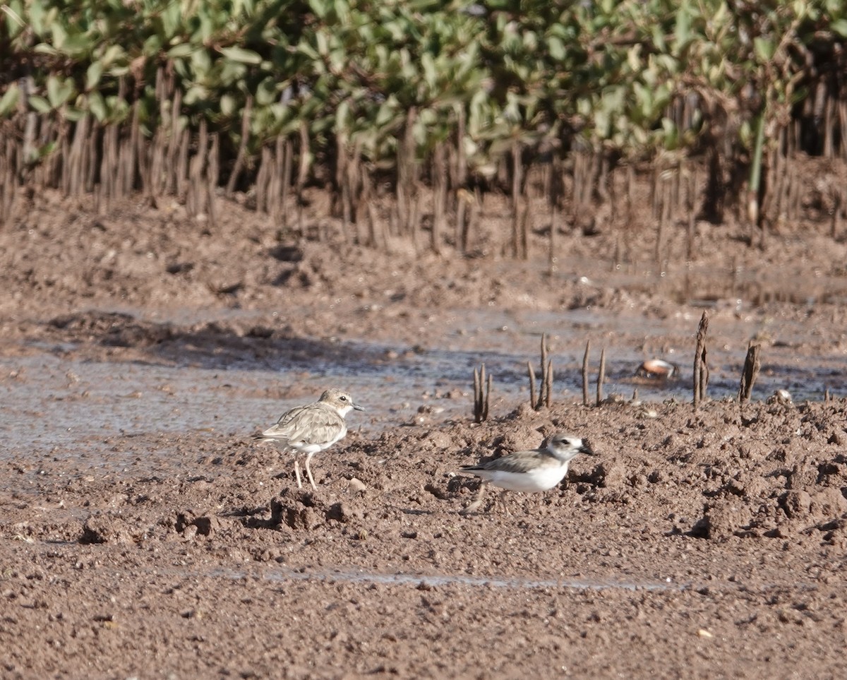 Wilson's Plover - Eric Hough