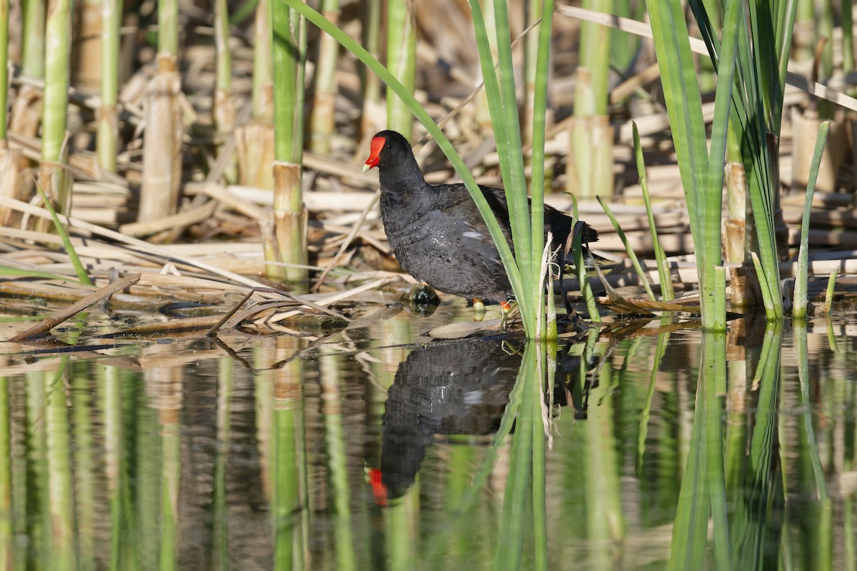 Common Gallinule - Anonymous