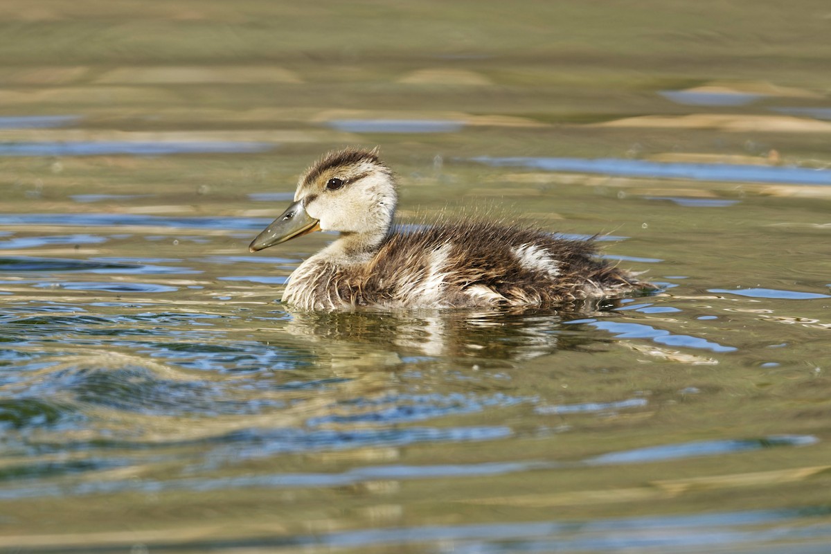 Mallard - Anonymous