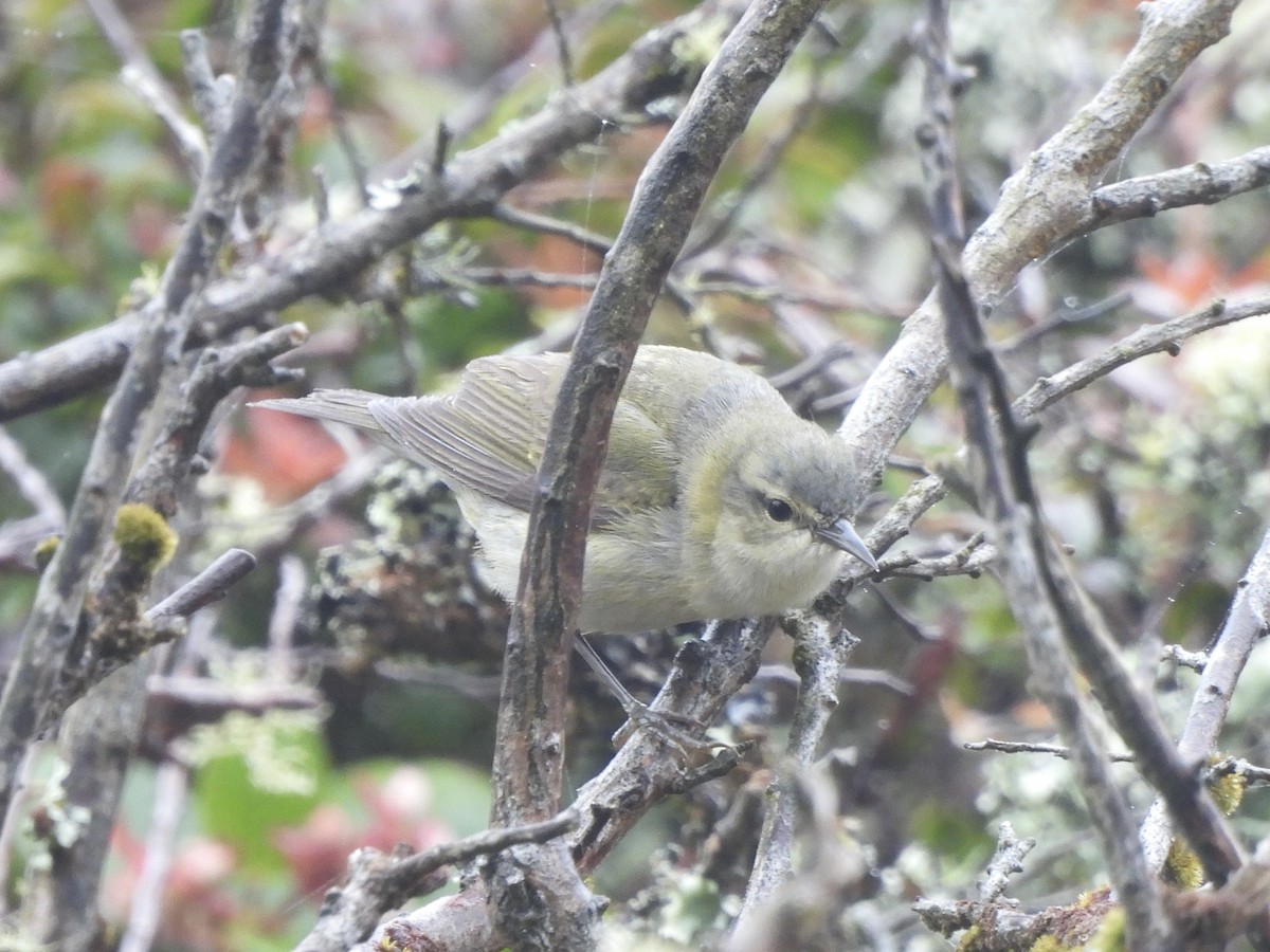 Tennessee Warbler - Ethan Matsuyama