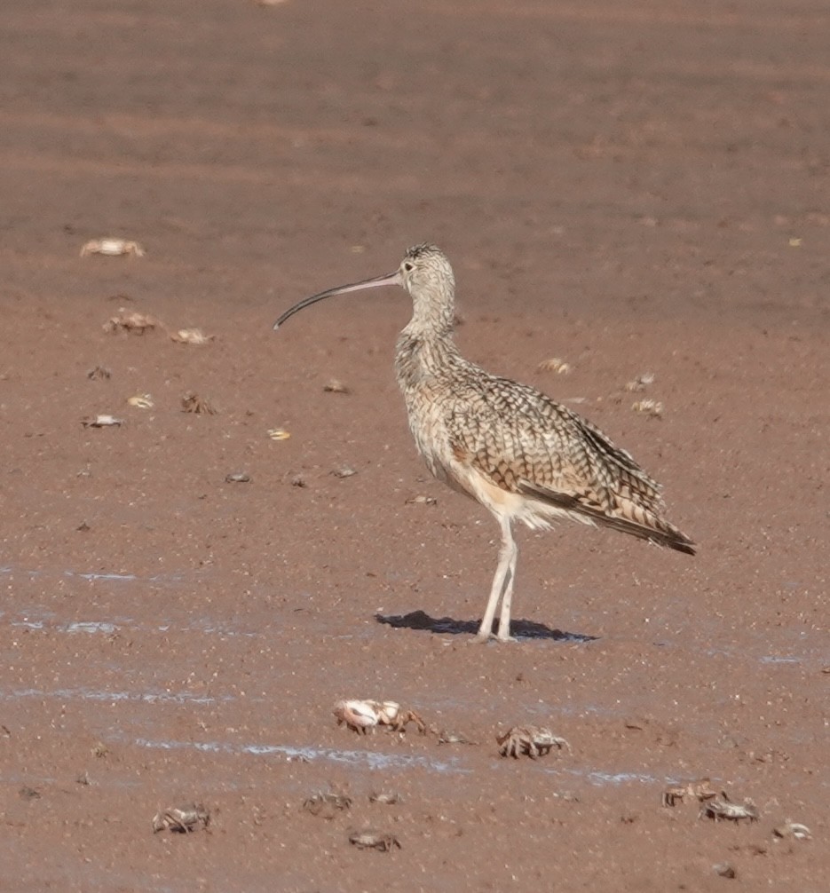 Long-billed Curlew - Eric Hough