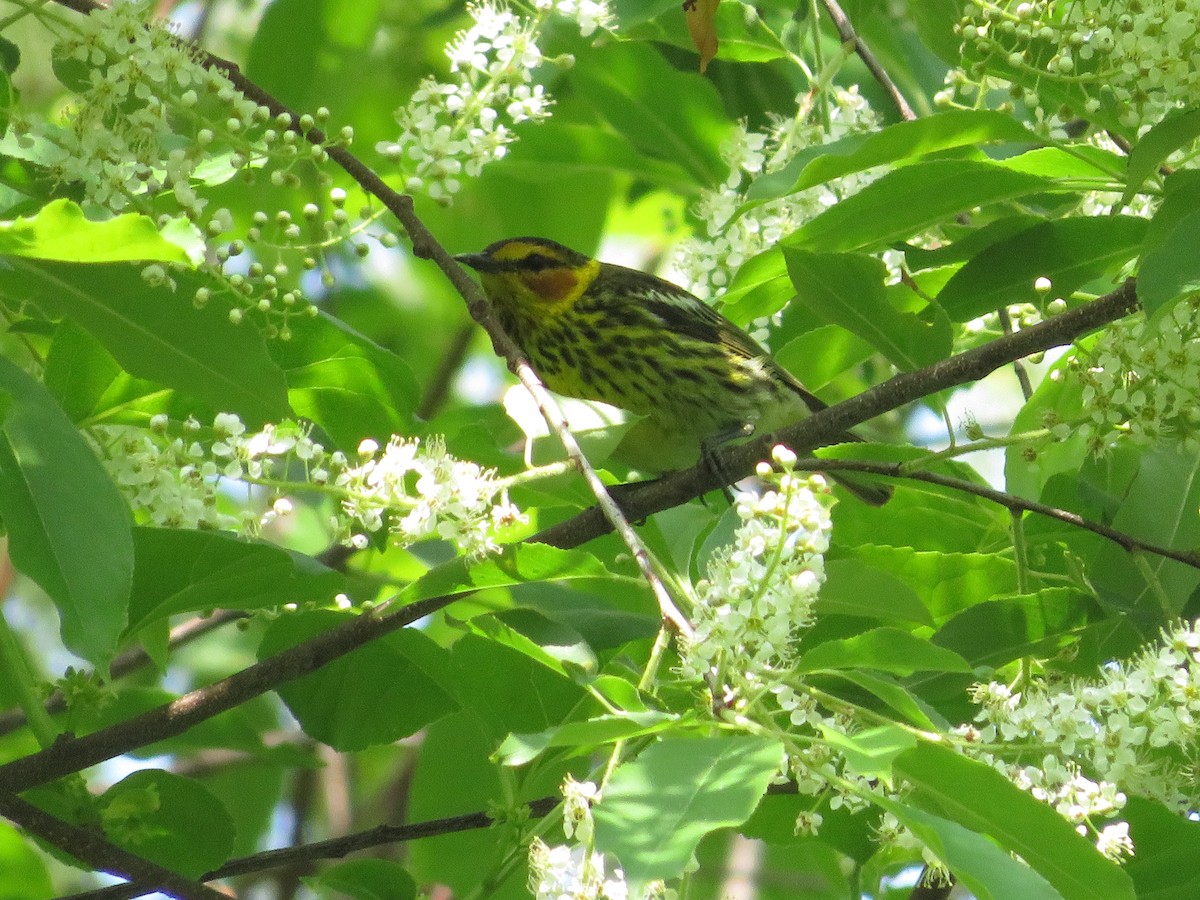 Cape May Warbler - Allan Burrage