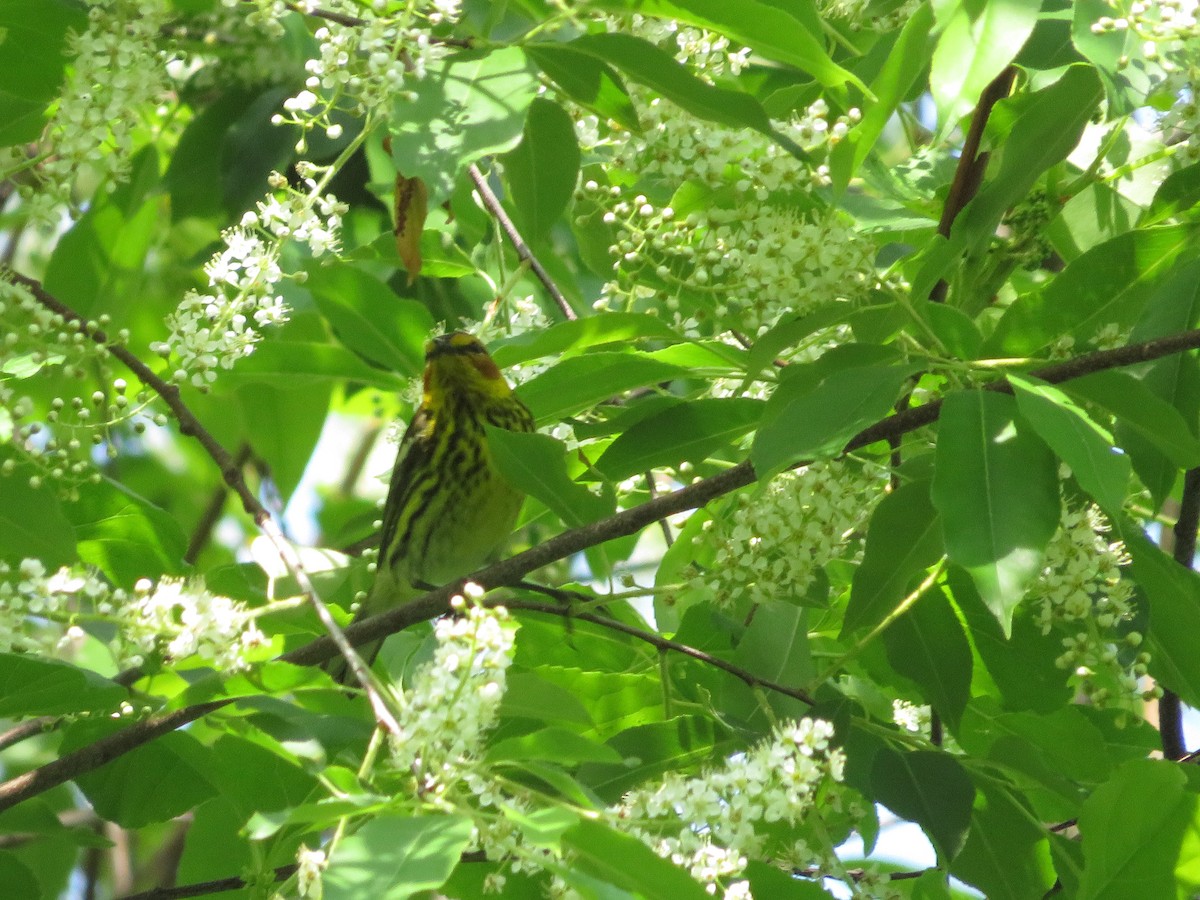 Cape May Warbler - Allan Burrage