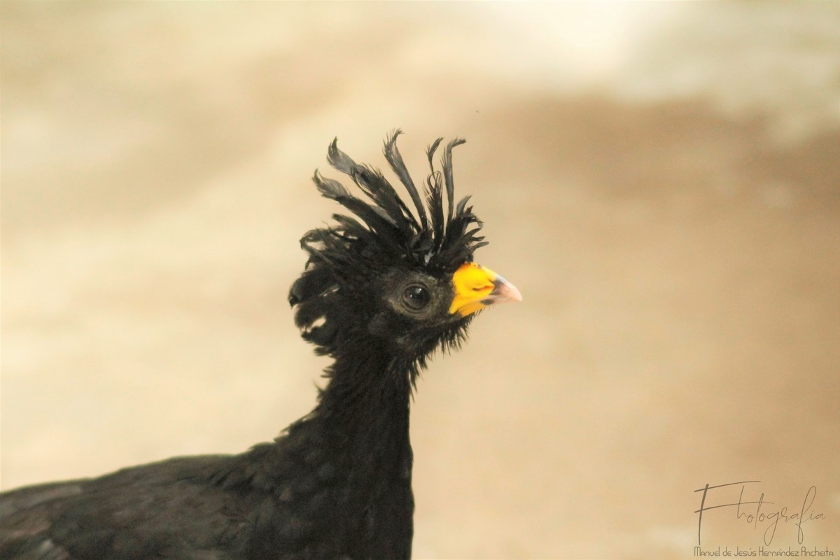 Great Curassow - Manuel de Jesus Hernandez Ancheita