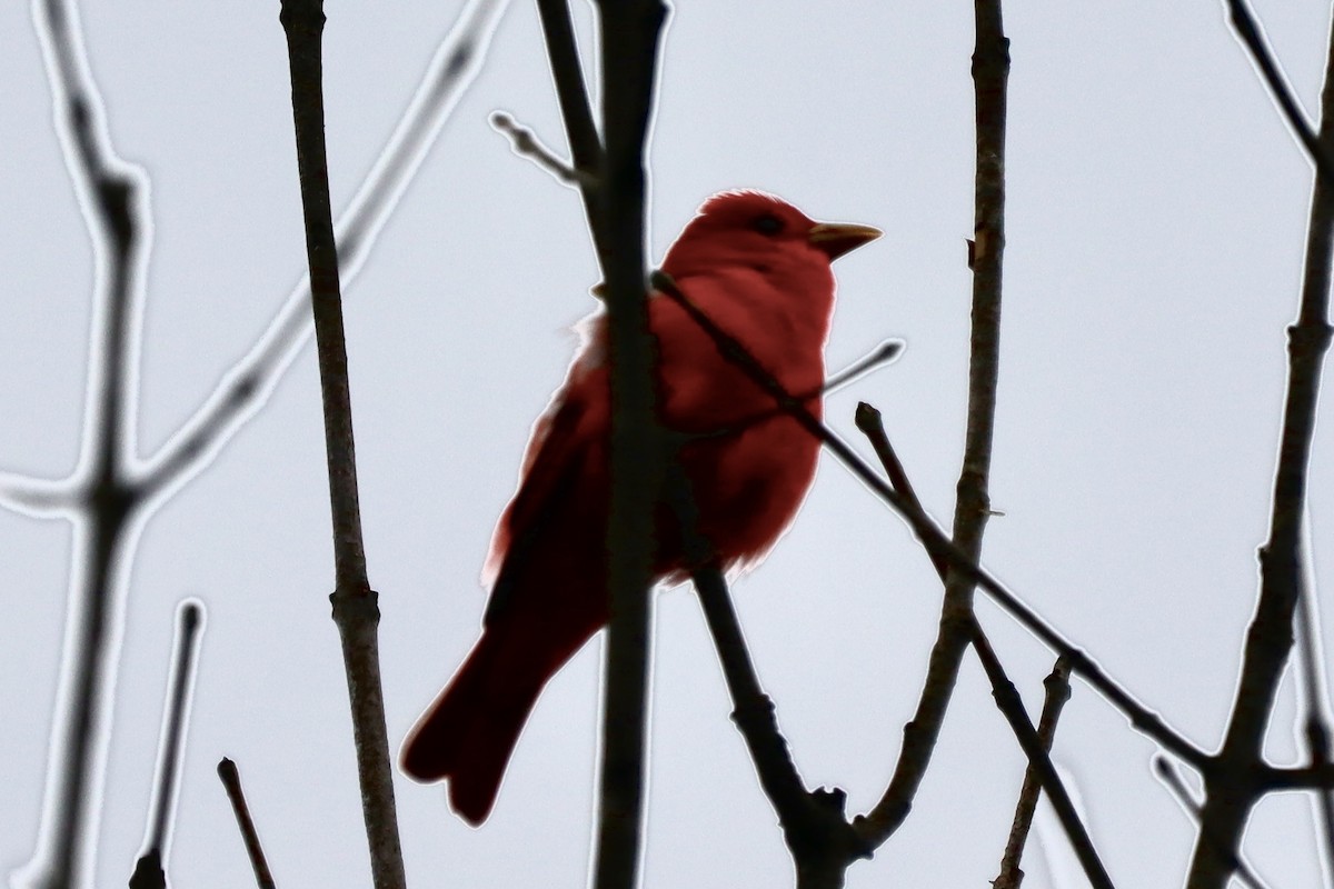 Piranga Roja - ML619399964