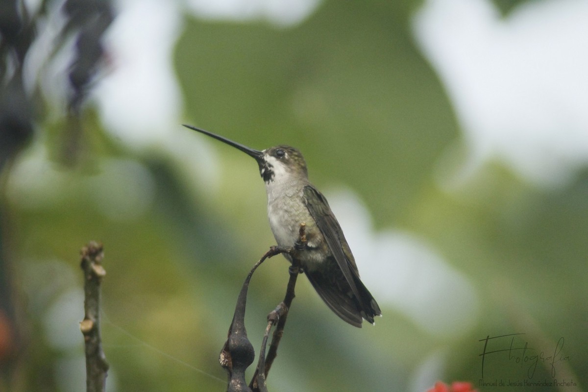 kolibřík hvězdohrdlý - ML619399966